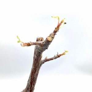 【希少】　長期間管理株　コミフォラ ミルドブラエディ Commiphora mildbraedii