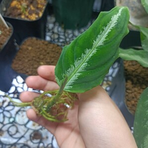 Aglaonema pictum Argentum Grand 輸入株 、の画像4