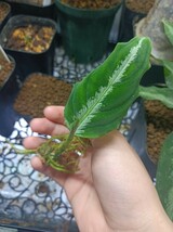 Aglaonema pictum Argentum Grand　輸入株　、_画像4