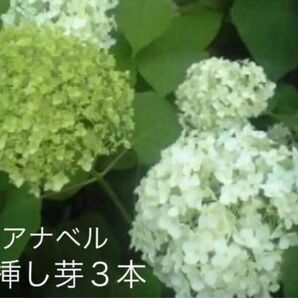 アナベル　紫陽花【挿し芽・挿し木】3本