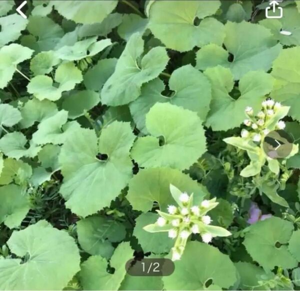 蕗の苗　フキ【地下茎　4株】春にふきのとうが出ます