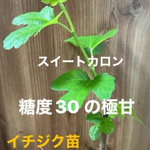 糖度30の極甘【イチジク苗】スイートカロン