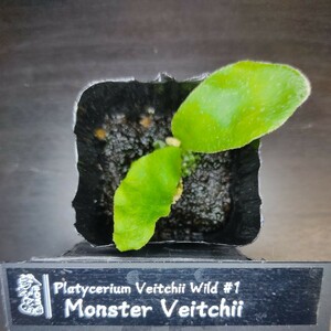 ［ビカクシダ］Veitchii Wild #1 Monster Veitchii モンスターベイチー 幼苗 No.420A