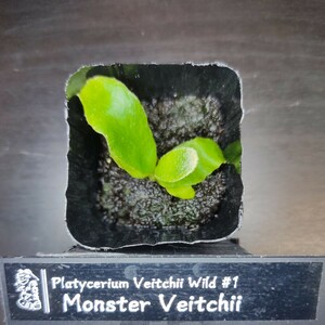 [ staghorn fern ]Veitchii Wild #1 Monster Veitchii Monstar Bay chi-. seedling No.420C