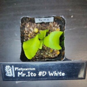 ［ビカクシダ］Mr. Ito #D White (Meramera White) メラメラ　ホワイト 幼苗 No.420B