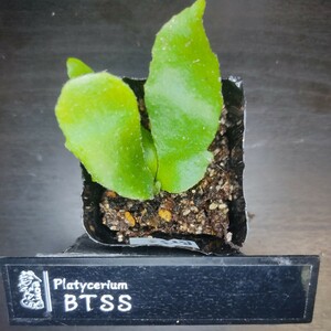 [ staghorn fern ]P.BTSS. seedling No.426A