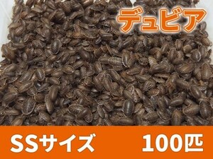 【送料無料】 デュビア SS ベビーサイズ 1.0cm以下 100匹 紙袋配送 アルゼンチンモリゴキブリ 肉食熱帯魚 爬虫類 両生類 [2753:broad]