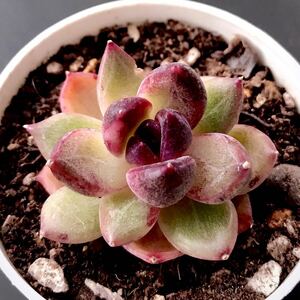 新入荷★韓国苗★紫水晶★レア種★ 可愛い紅葉大苗★超美苗★多肉植物★エケベリア