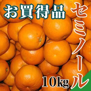 【お買得品】和歌山県有田産　セミノール　訳あり品　有田みかん　爽やかな甘酸っぱさ　果汁たっぷり　低農薬栽培　10㎏　温州みかん