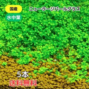 ニューラージパールグラス 送料無料５本 国産 無農薬 水中葉 水草 中景草 後景草 送料無料 メダカ めだか 熱帯魚 アクアリウム 下草 前景草