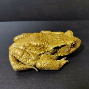  yellow color series azmahikiga L search [hikiga L amphibia frog .]