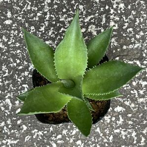 アガベ マグニフィカAgave sp. 'Magnifica'の画像2