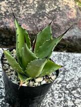 アガベ マグニフィカAgave sp. 'Magnifica'_画像3