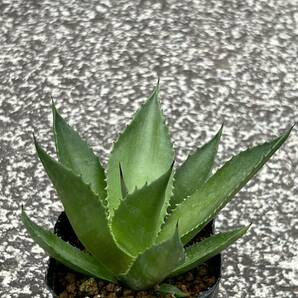 アガベ マグニフィカAgave sp. 'Magnifica'の画像3