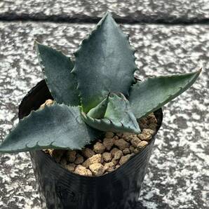 アガベ ジェントリー Agave gentryiの画像5