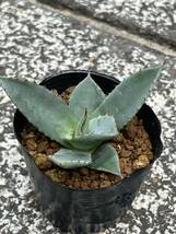 アガベ パリ—トランカータ Agave parryi var. truncata_画像1