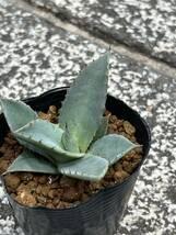 アガベ パリ—トランカータ Agave parryi var. truncata_画像6