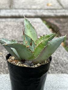 アガベ チタノタブルー Agave titanota 'Blue'