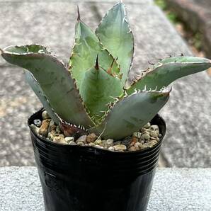 アガベ チタノタブルー Agave titanota 'Blue'の画像4