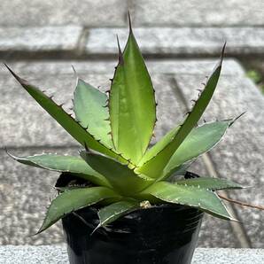 アガベ ホリダ Agave horrida ssp. horridaの画像1