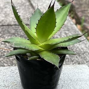 アガベ ホリダ Agave horrida ssp. horridaの画像4