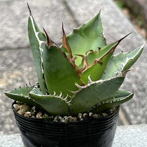 アガベ オテロイ Agave oteroi ※検索用 チタノタ titanotaの画像4