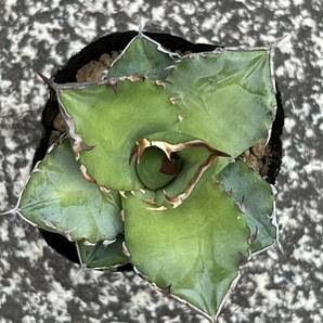  アガベ チタノタ ドワーフ Agave titanota 'Dwarf' の画像2