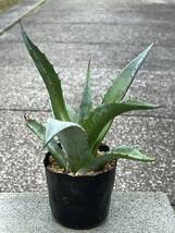 アガベ シャウィ Agave shawii subsp. shawii_画像4