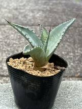 Agave havardiana アガベ ハバーディアナ_画像3