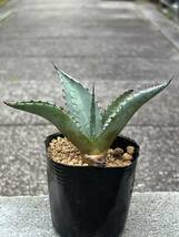 Agave havardiana アガベ ハバーディアナ_画像1