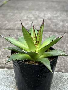 アガベ ホリダ Agave horrida ssp. horrida