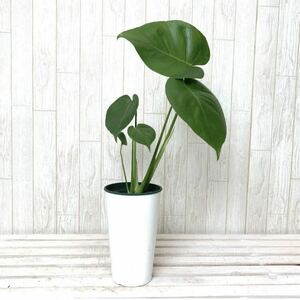 モンステラ 　2株まとめてセット　開運☆観葉植物