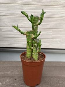 キングバンブー　 開運☆観葉植物