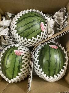 95. Ограниченное количество ограниченного продукта Тонкая кожа Suiika Kodama Sweet Wartmelon 3 шарики