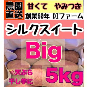 Bigサイズ 【熟成】さつまいも シルクスイート　5kg 土付き (配送料こみ）