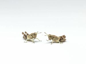 イリオモテモリバッタ 幼虫10匹 CB バッタ コオロギ キリギリス