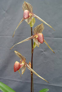 【セレクト原種パフィオ】Paph.rothschildianum ' Change UP '