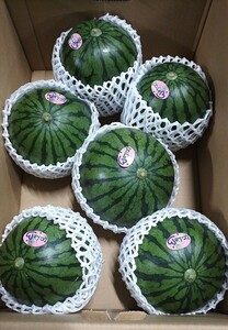 熊本植木産ひとりじめ6玉入【秀品】薄皮・高糖度