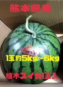 熊本県産植木スイカ1玉入【1玉約5kg～6kg】★