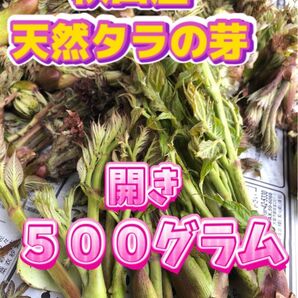 秋田県産天然タラの芽＊４００グラム以上