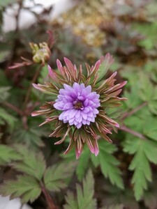 【山野草】イチリンソウ　八重咲き　キクザキイチゲ　七変化　開花中　花１　１Ｐ　③