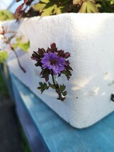 【山野草】イチリンソウ　八重咲き　キクザキイチゲ　七変化　開花中　花１　１Ｐ　_画像2