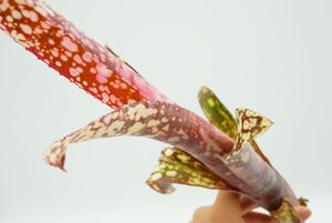 Billbergia 'Kawana Joy' ビルベルギア　ブロメリア