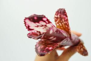 Billbergia 'Hana Hou' Lisa Vinzant hyb ビルベルギア　ブロメリア 