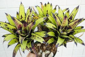 Canistrum triangulare (Spiny form) カニストラム ブロメリア 