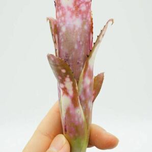 Billbergia 'Kolan Shark Bite' ビルベルギア ブロメリア の画像4