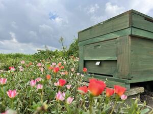 セイヨウミツバチ　西洋蜜蜂　4枚群　数に限りあり