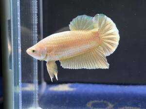 B677 betta Chan *[ animation seeing .^^]NEW! super beautiful beauty Gold yellow pra cut [ safety transportation!][ Thai direct import ][. put on complete compensation ]