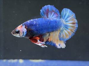 B755 betta Chan *[ animation seeing .^^]NEW! super beautiful beauty blue yellow candy pra cut [ safety transportation!][ Thai direct import ][. put on complete compensation ]