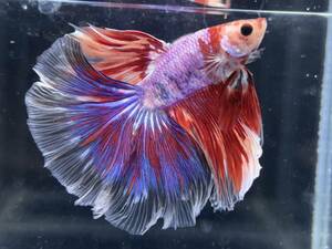 B816 betta Chan *[ animation seeing .^^]NEW! super beautiful beauty! rare blue red Dragon half moon [ safety transportation!][ Thai direct import ][. put on complete compensation ]